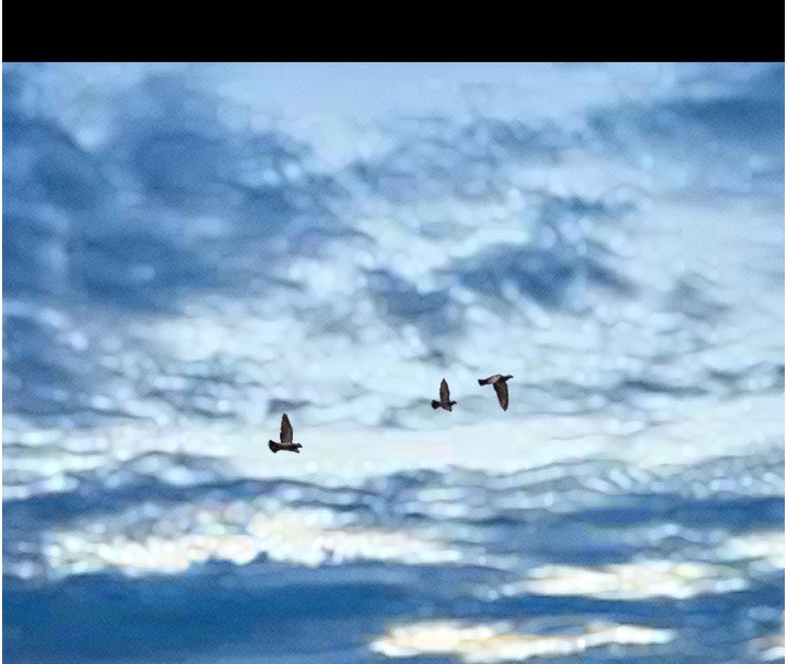 韶恩第44話-我所做的都是為了你